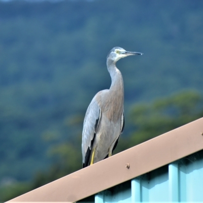 Egretta novaehollandiae (White-faced Heron) at Jamberoo, NSW - 3 Mar 2023 by plants