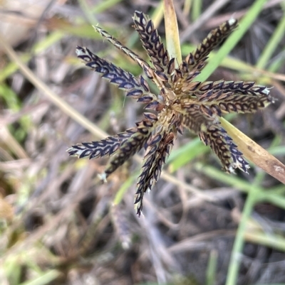 Cyperus sanguinolentus (A Sedge) at Wollogorang, NSW - 3 Mar 2023 by JaneR