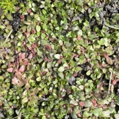 Elatine gratioloides (Waterwort) at Wollogorang, NSW - 3 Mar 2023 by JaneR