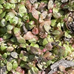 Elatine gratioloides at Wollogorang, NSW - 3 Mar 2023