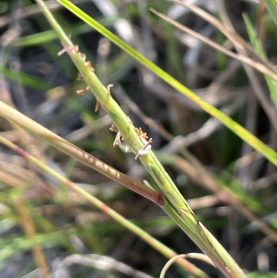 Hemarthria uncinata (Matgrass) at Rowes Lagoon - 3 Mar 2023 by JaneR