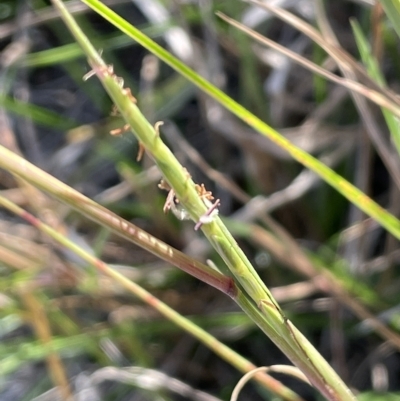 Hemarthria uncinata (Matgrass) at Wollogorang, NSW - 3 Mar 2023 by JaneR