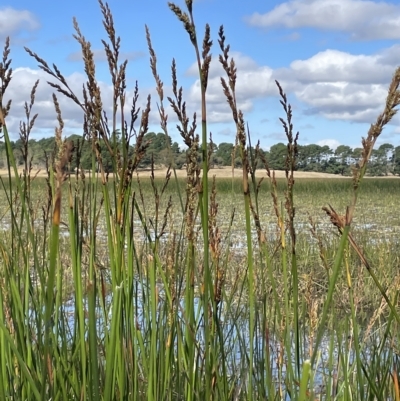 Lepidosperma longitudinale (Pithy Sword-sedge) at Wollogorang, NSW - 3 Mar 2023 by JaneR