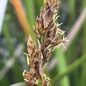 Lepidosperma longitudinale at Wollogorang, NSW - 3 Mar 2023