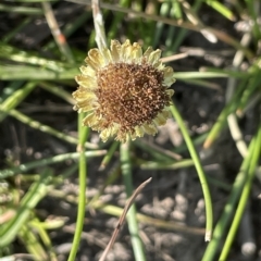 Coronidium gunnianum (Gunn's Everlasting) at Wollogorang, NSW - 3 Mar 2023 by JaneR