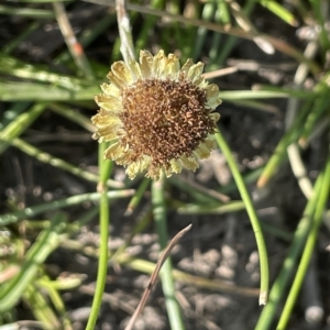 Coronidium gunnianum at Wollogorang, NSW - 3 Mar 2023 04:25 PM