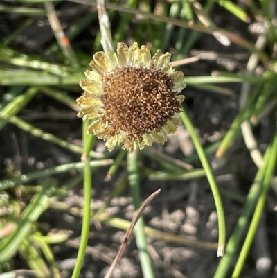 Coronidium gunnianum (Gunn's Everlasting) at Wollogorang, NSW - 3 Mar 2023 by JaneR