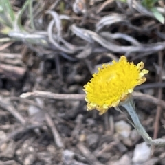 Coronidium gunnianum at Wollogorang, NSW - 3 Mar 2023 04:25 PM