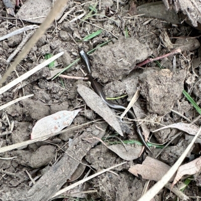 Hemiergis talbingoensis (Three-toed Skink) at Aranda, ACT - 4 Mar 2023 by KMcCue