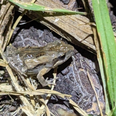 Limnodynastes peronii at Thurgoona, NSW - 3 Mar 2023 by ChrisAllen