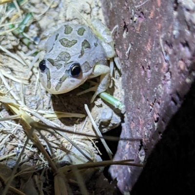 Limnodynastes tasmaniensis (Spotted Grass Frog) at Thurgoona, NSW - 3 Mar 2023 by ChrisAllen