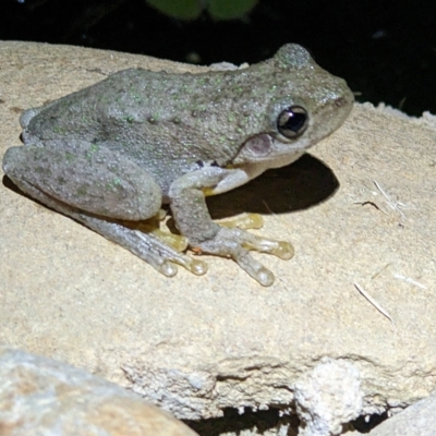 Litoria peronii (Peron's Tree Frog, Emerald Spotted Tree Frog) at Thurgoona, NSW - 3 Mar 2023 by ChrisAllen