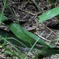 Unidentified Frog at Thurgoona, NSW - 3 Mar 2023 by ChrisAllen