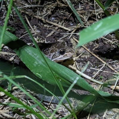 Unidentified Frog at Thurgoona, NSW - 3 Mar 2023 by ChrisAllen