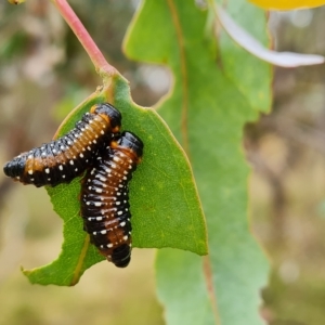 Paropsis variolosa at O'Malley, ACT - 11 Mar 2023