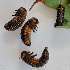 Paropsis variolosa at O'Malley, ACT - 11 Mar 2023