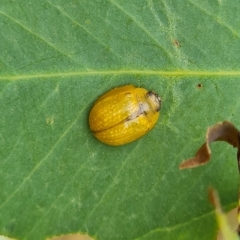 Paropsisterna cloelia (Eucalyptus variegated beetle) at O'Malley, ACT - 3 Mar 2023 by Mike