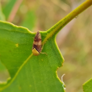 Brunotartessus fulvus at O'Malley, ACT - 4 Mar 2023