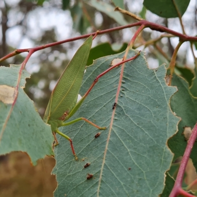 Caedicia simplex (Common Garden Katydid) at O'Malley, ACT - 3 Mar 2023 by Mike