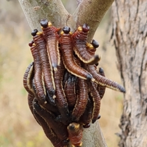 Pseudoperga sp. (genus) at O'Malley, ACT - 4 Mar 2023