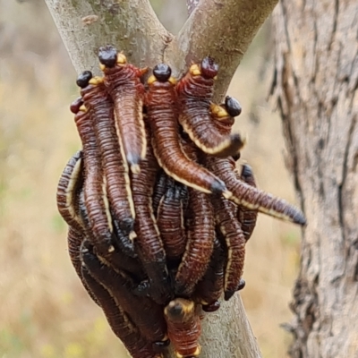 Pseudoperga sp. (genus) (Sawfly, Spitfire) at O'Malley, ACT - 4 Mar 2023 by Mike