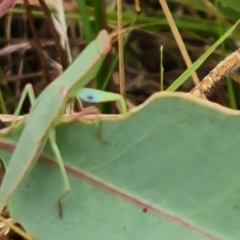Orthodera ministralis (Green Mantid) at O'Malley, ACT - 4 Mar 2023 by Mike
