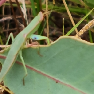Orthodera ministralis (Green Mantid) at O'Malley, ACT - 4 Mar 2023 by Mike