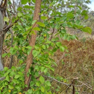 Ulmus procera at O'Malley, ACT - 4 Mar 2023 10:03 AM