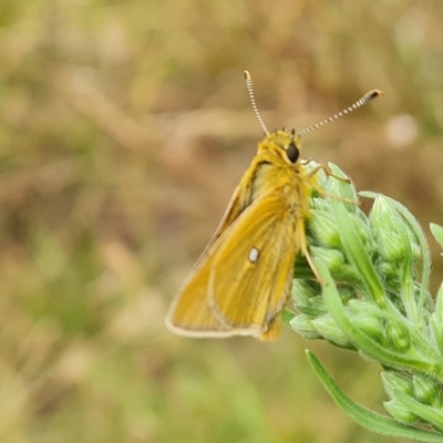 Trapezites luteus (Yellow Ochre, Rare White-spot Skipper) at O'Malley, ACT - 3 Mar 2023 by Mike