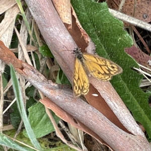 Geitoneura acantha at Googong, NSW - 4 Mar 2023 10:28 AM