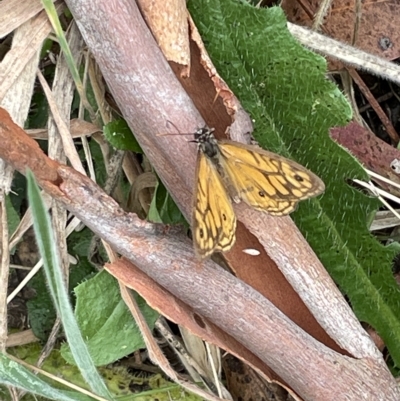 Geitoneura acantha (Ringed Xenica) at Googong Reservoir - 3 Mar 2023 by Mavis