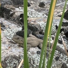 Intellagama lesueurii howittii (Gippsland Water Dragon) at Googong Foreshore - 3 Mar 2023 by Mavis