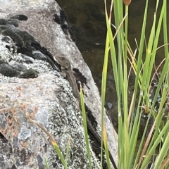 Intellagama lesueurii howittii at Googong, NSW - 4 Mar 2023 10:17 AM
