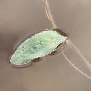 Ottelia ovalifolia at Googong, NSW - 4 Mar 2023