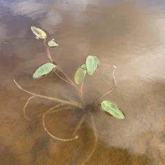 Ottelia ovalifolia at Googong, NSW - 4 Mar 2023