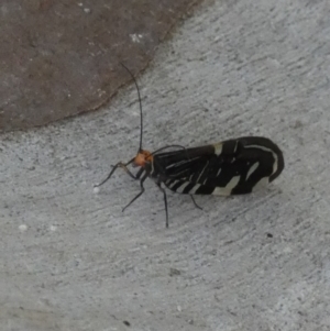 Porismus strigatus at Borough, NSW - suppressed