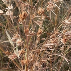 Themeda triandra (Kangaroo Grass) at Googong Foreshore - 3 Mar 2023 by Mavis