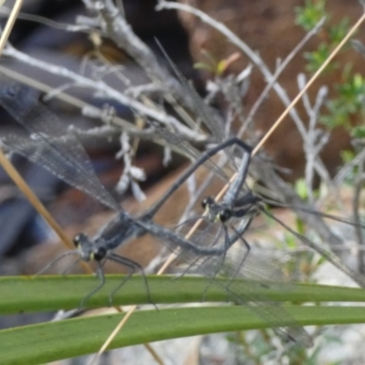 Austroargiolestes icteromelas (Common Flatwing) at Borough, NSW - 2 Mar 2023 by Paul4K