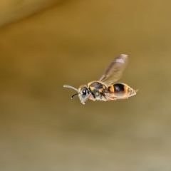 Eumeninae (subfamily) (Unidentified Potter wasp) at Weston, ACT - 31 Jan 2023 by Kenp12