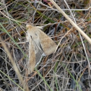 Helicoverpa punctigera at Borough, NSW - 2 Mar 2023