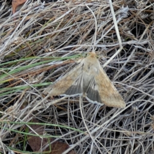 Helicoverpa punctigera at Borough, NSW - 2 Mar 2023