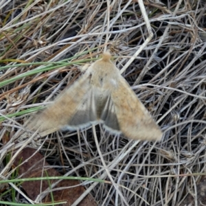 Helicoverpa punctigera at Borough, NSW - 2 Mar 2023