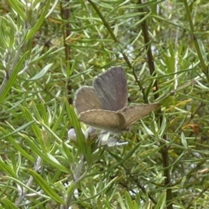 Erina hyacinthina at Borough, NSW - 3 Mar 2023