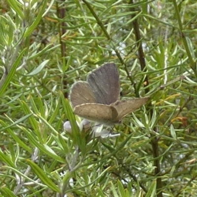 Erina hyacinthina (Varied Dusky-blue) at Boro - 3 Mar 2023 by Paul4K