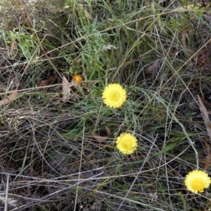 Coronidium gunnianum at Borough, NSW - 2 Mar 2023