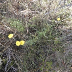 Coronidium gunnianum at Borough, NSW - 2 Mar 2023