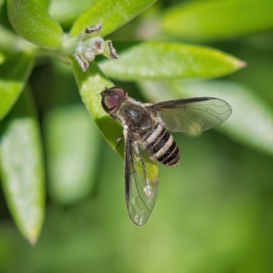 Villa sp. (genus) at Weston, ACT - 1 Feb 2023