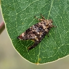 Peritropha oligodrachma (A twig moth) at O'Malley, ACT - 4 Mar 2023 by Mike