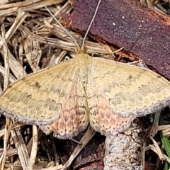 Scopula rubraria (Reddish Wave, Plantain Moth) at Wamboin, NSW - 4 Mar 2023 by trevorpreston