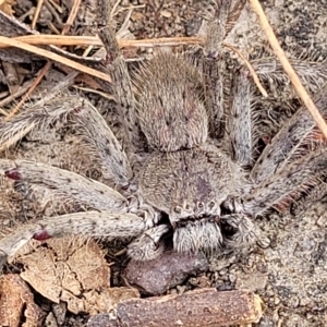 Isopeda sp. (genus) at Wamboin, NSW - 4 Mar 2023 01:50 PM